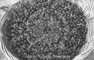 BENIH GETAH LADANG PRANG BESAR, 43000 KAJANG, SELANGOR, 15/11/1994