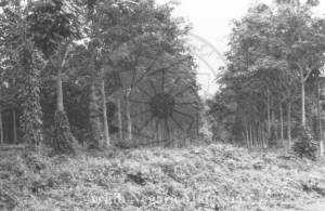 SPECIMEN POKOK GETAH LADANG PRANG BESAR (GOLDEN HOPE), 43000 KAJANG, SELANGOR, 15/11/1994