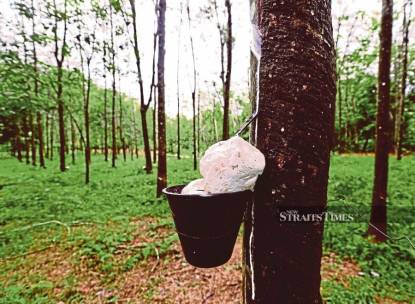 If the Standard Malaysian Rubber price was high, the estate management would ask workers to do ‘rendu vettu’, which means tapping two plots of rubber trees in one day. It was an opportunity to fill the workers’ pockets, at times gratefully heavier than usual. FILE PIC If the Standard Malaysian Rubber price was high, the estate management would ask workers to do ‘rendu vettu’, which means tapping two plots of rubber trees in one day. It was an opportunity to fill the workers’ pockets, at times gratefully heavier than usual. FILE PIC