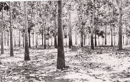 A cleared rubber field is safer for workers as thick underbrush can be a breeding ground for snakes, civets, centipedes, scorpions and wild boar. FILE PIC A cleared rubber field is safer for workers as thick underbrush can be a breeding ground for snakes, civets, centipedes, scorpions and wild boar. FILE PIC