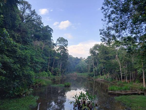 Tebing utara Tasik Ghazali, menghadap Hutan Simpan Kekal / Pendidikan Alam UKM, 2025 Tebing utara Tasik Ghazali, menghadap Hutan Simpan Kekal / Pendidikan Alam UKM, 2025