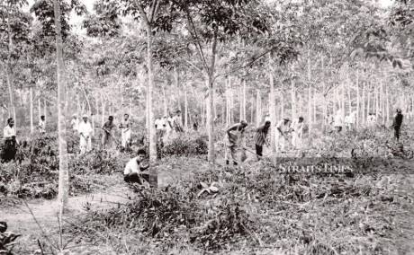 Estate workers clearing weeds at a rubber estate in 1962. - NSTP file pic Estate workers clearing weeds at a rubber estate in 1962. - NSTP file pic