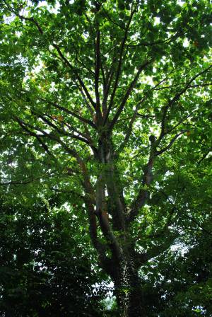 Contoh pokok Terap