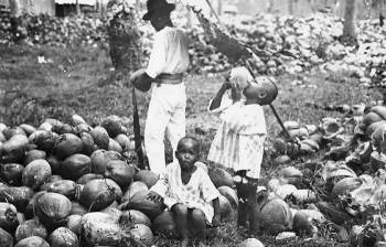Coconut harvesting by a native orang asli family during the 1960s. (Image source from My Far East, Malaysia) Coconut harvesting by a native orang asli family during the 1960s. (Image source from My Far East, Malaysia)