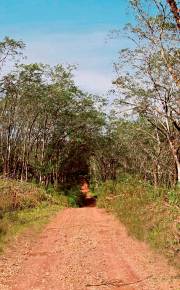The walk to school was full of adventures for the then young writer. -- FILE PIC The walk to school was full of adventures for the then young writer. -- FILE PIC