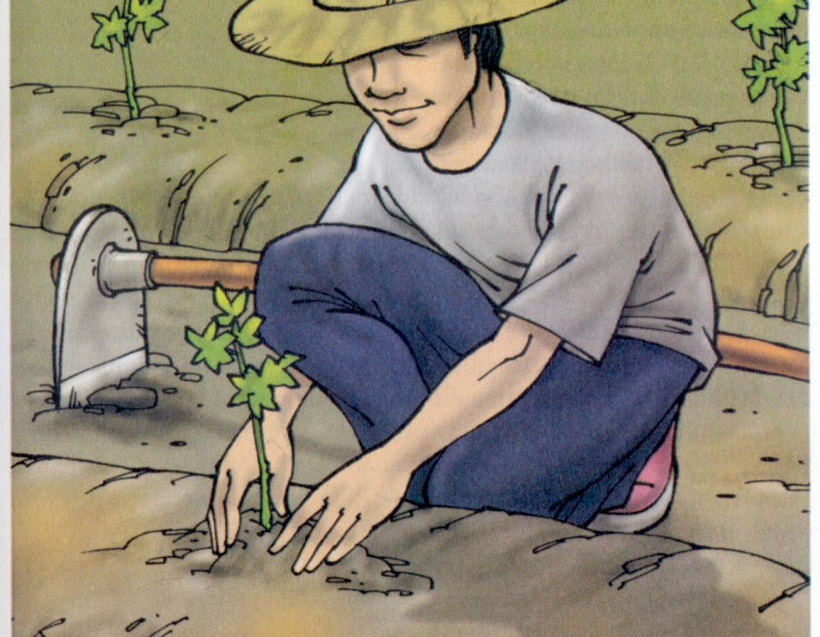 kebunlimaumanis.png