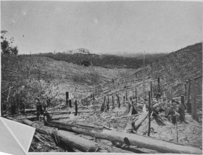 The Federated Malay States Rubber Company, Ltd.: General view on Belmont Estate