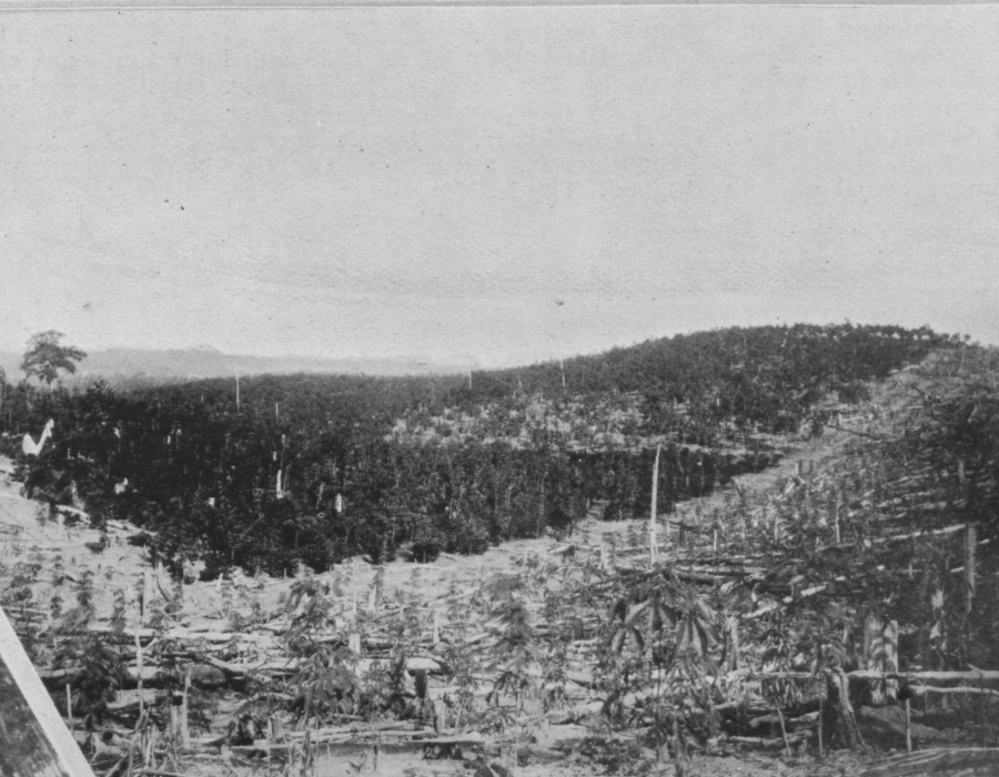 ladang-belmont-1908.png