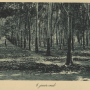 pararubber-6years-1907.png