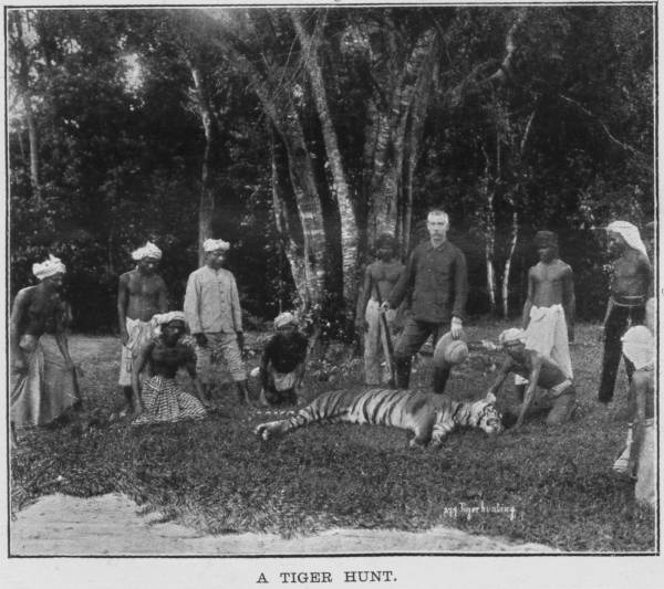 A tiger hunt A tiger hunt