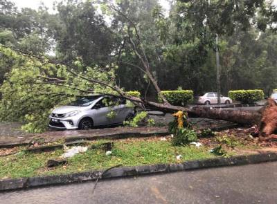 Antara pokok yang tumbang dalam kejadian ribut dan angin kencang sekitar Bandar Baru Bangi dan Kajang tadi.